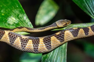 Passeggiata notturna nella giungla: fauna selvatica e suoni