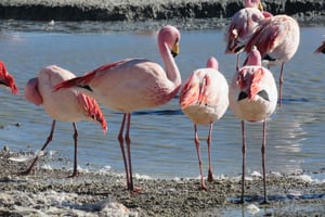 La Paz: 6-dages privat tur med fly i det bedste af Bolivia