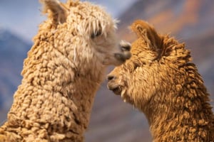 Huaraz: Laguna 69 | Cordillera Blanca | Vaellus 69-järvelle