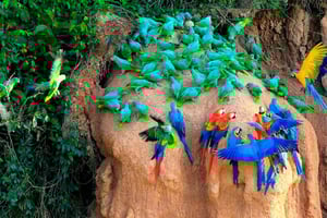 Macaw Clay Lick Tour | 3 Days