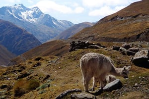 Machu Picchu 2 Días / 1 Noche (En Autobús)