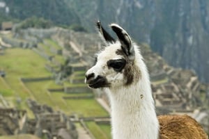 Machu Picchu-tur + Huayna Picchu-berget