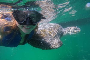 Mancora: Swimming and bathing with turtles | Entrance |