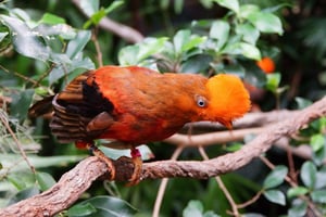 Manu National Park ture fra Cusco 5 dage