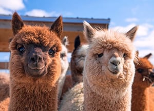 Observation of land mammals - South American Camelids