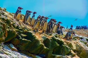 Paracas: Ballestas Islands & Reserve in One Day Experience