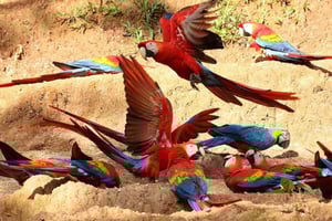 Parrot and Macaw Clay Lick Tour