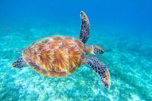 ピウラ：マンコラへの遠足とカメと泳ぐ