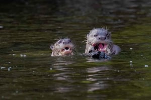 Puerto Maldonado: 3-dages jungletur i Tambopata