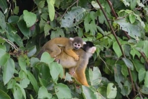 Puerto Maldonado: tour de 4 días por la selva de Tambopata