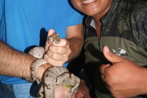 Puerto Maldonado : Visite nocturne de la jungle avec paresseux et tarentules