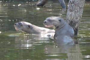 Puerto Maldonado: Tambopata Candamo 5-dages ekspeditioner
