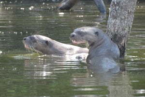 Puerto Maldonado: tambopata lago sandoval 4 dias expedicion