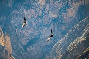 Puno : excursion de 2 jours dans le canyon de Colca avec Chivay et Arequipa
