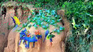 Tambopata National Reserve