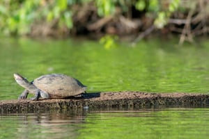 Tour di Tambopata 4 giorni privato