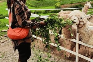ラッチ・アイヨでラマとアルパカに出会う体験をお楽しみください