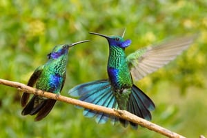 Tour and visit to the hummingbird sanctuary in Cusco