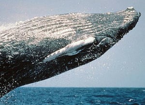 Watching Cetaceans and Other Marine Mammals - Ocean Life