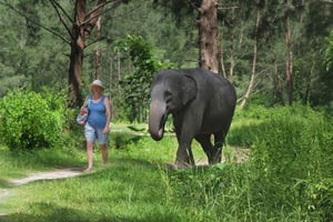 Rafting em jangadas de bambu, cascata, almoço, elefantes e passeio com tartarugas