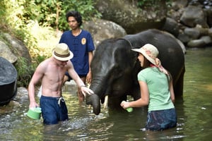 Phuketista: Elefanttien hoitokokemus koskenlaskulla ja Zipline-ajelulla