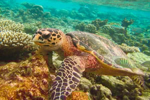 From Phuket/Khaolak: Similan Islands Early Bird Day Trip