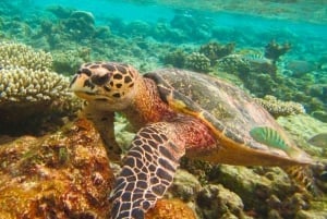 De Phuket/Khaolak: Viagem de 1 dia para as Ilhas Similan