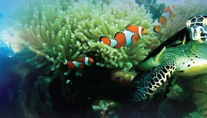 Centro de Mergulho de Kamala