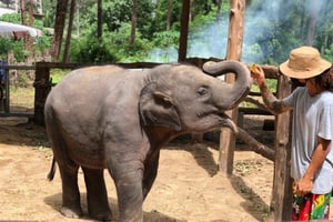 Khaolak: interazione con gli elefanti nel santuario con zattera di bambù