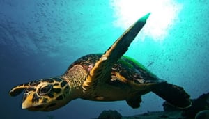 Фонд по сохранению морских черепах Mai Khao