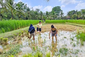 Old Phuket Farm Ticket - Landskab Lokalt liv Kultur