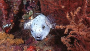 Programa de Fotografia de Paul Lees