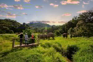 Phuket: Elephant Sanctuary Guided Tour with Hotel Transfers