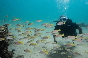 Phuket : initiation à la plongée sous-marine (plongée sur la côte à Kata Beach)
