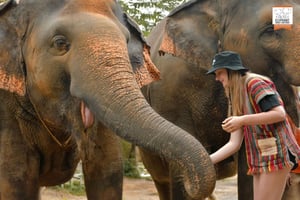 Phuket: Etisk matningsupplevelse på Elephant Jungle Sanctuary