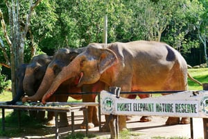 Phuket Elephant Nature Reserve - Halve dag olifantenavontuur