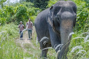 Phuket: Patong Ethical Elephant Sanctuary Tour with Transfer