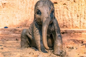 Phuket: Elephant Sanctuary Visit with Mud Spa & Workshop