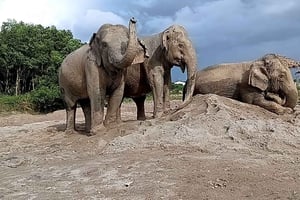 Phuket: Freedom Elephant Reserve – Ethereal Nature Walk