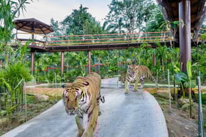 Phuket: Guidad tur med ATV, elefantmatning och stadstur