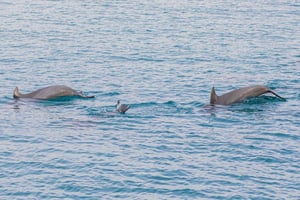 Phuket: viagem de mergulho com snorkel nas ilhas Maiton, Coral e Racha