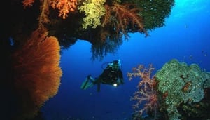 Sea Bees Diving Pak Meng