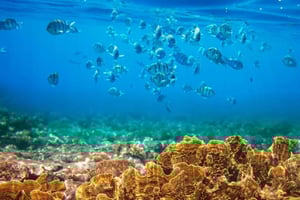 RedRiverTour - Oppdag 3 holmer, snorkling og fiske med båt