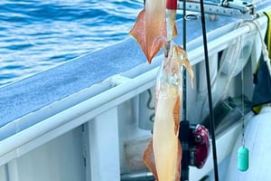 Yangdong: Sunset Squid Fishing Tour (Dinner Included)