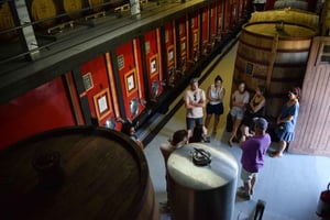 Valle del Douro: tour della cantina a Quinta do Tedo e degustazioni