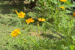 Carolina: Farm-to-Table Tasting with Lunch and Goat Milking