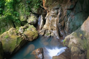 秘密の楽園を発見し、植物について学んでください。