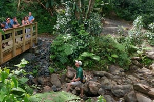 El Yunque Forest: Rainforest Nature Walk at Night Tour