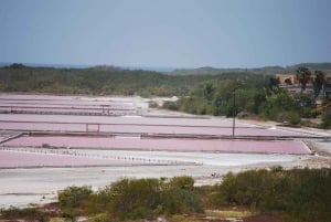 Desde San Juan: Excursión de un día a la experiencia del lado oeste de Puerto Rico
