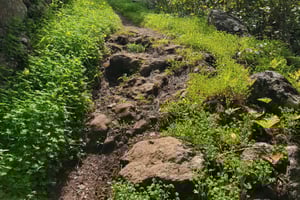 Gran Canaria: retki Laurisilva-metsään